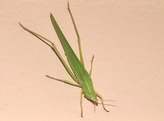 Euconocephalus nasutus