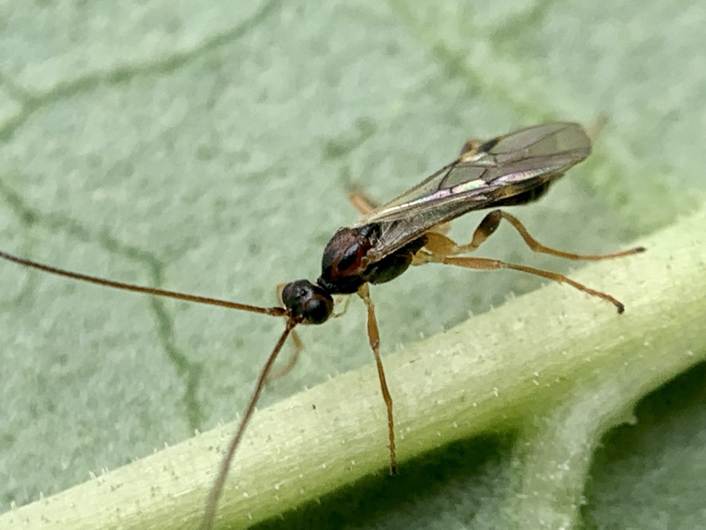 Exothecinae