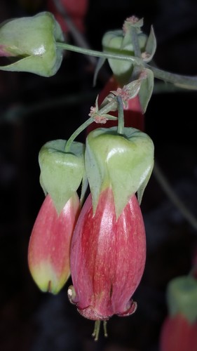Kalanchoe miniata