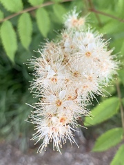 Sorbaria sorbifolia