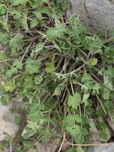 Image of Pimpinella tragium by (c) Aubin NORMAND, some rights reserved (CC BY)