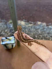 Pilbara Sandplain Gecko photo 3