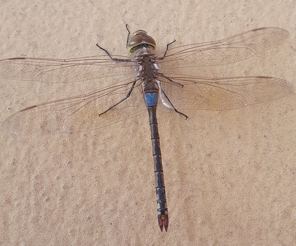 Vagrant Emperor