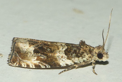 Olethreutes valdanum
