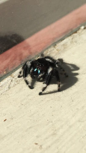 Bold Jumping Spider photographed in Oregon