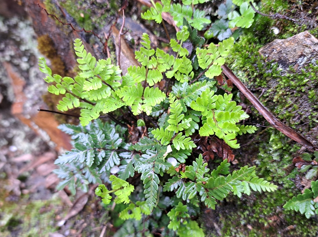 Aleuritopteris formosana