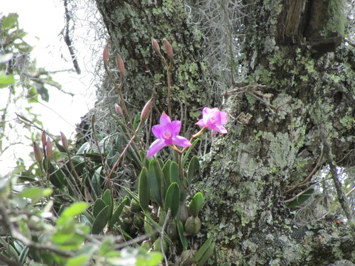 Image of Laelia furfuracea by (c) Carlos Martorell, some rights reserved (CC BY)