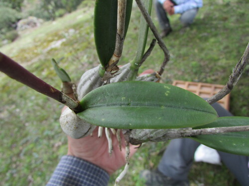 Image of Laelia furfuracea by (c) Carlos Martorell, some rights reserved (CC BY)