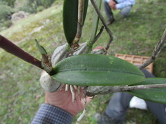 Laelia furfuracea, photograph (c) Carlos Martorell, some rights reserved (CC BY)