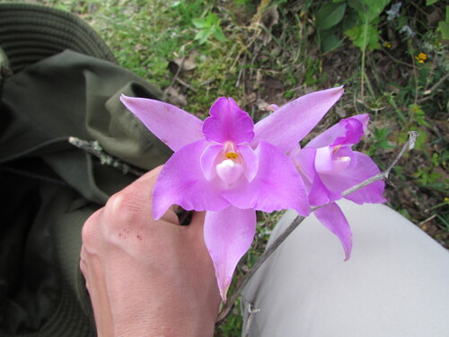 Image of Laelia Furfuracea (Laelia furfuracea) by (c) Carlos Martorell, some rights reserved (CC BY)