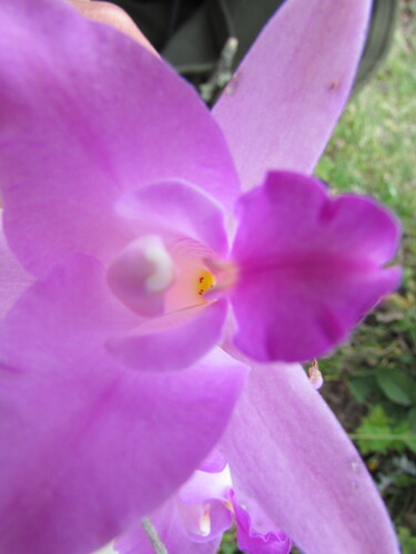 Image of Laelia furfuracea by (c) Carlos Martorell, some rights reserved (CC BY)