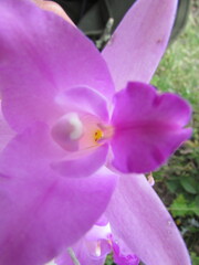 Laelia furfuracea, photograph (c) Carlos Martorell, some rights reserved (CC BY)