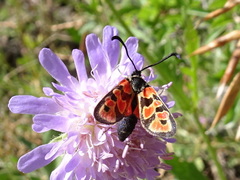 Zygaena hilaris