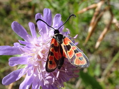 Zygaena hilaris