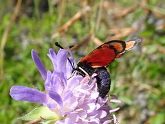 Zygaena hilaris