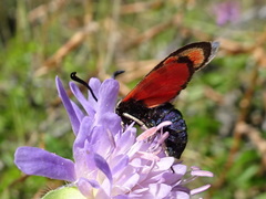 Zygaena hilaris
