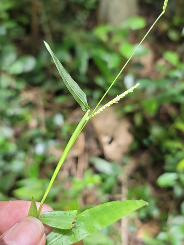 Paspalum nutans observed 2025-03-19