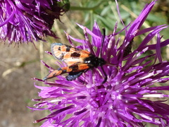 Zygaena hilaris