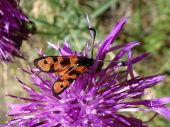 Zygaena hilaris