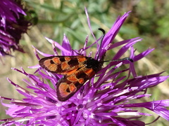 Zygaena hilaris