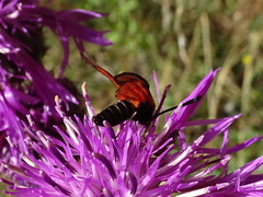 Zygaena hilaris