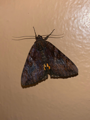 Catocala muliercula