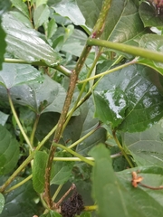 Clerodendrum bungei