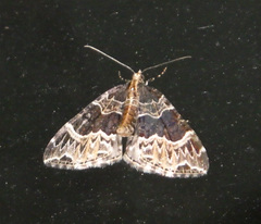 Ecliptopera capitata