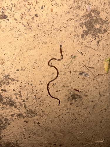 Photo of a Peru Burrowing Snake (Apostolepis nigroterminata)