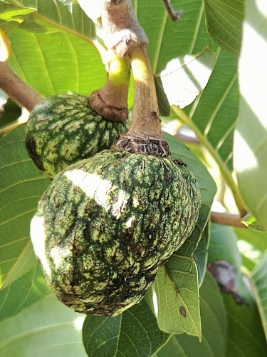 Foto de Araticum-de-terra-fria