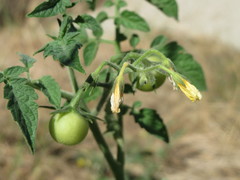 Solanum lycopersicum cerasiforme