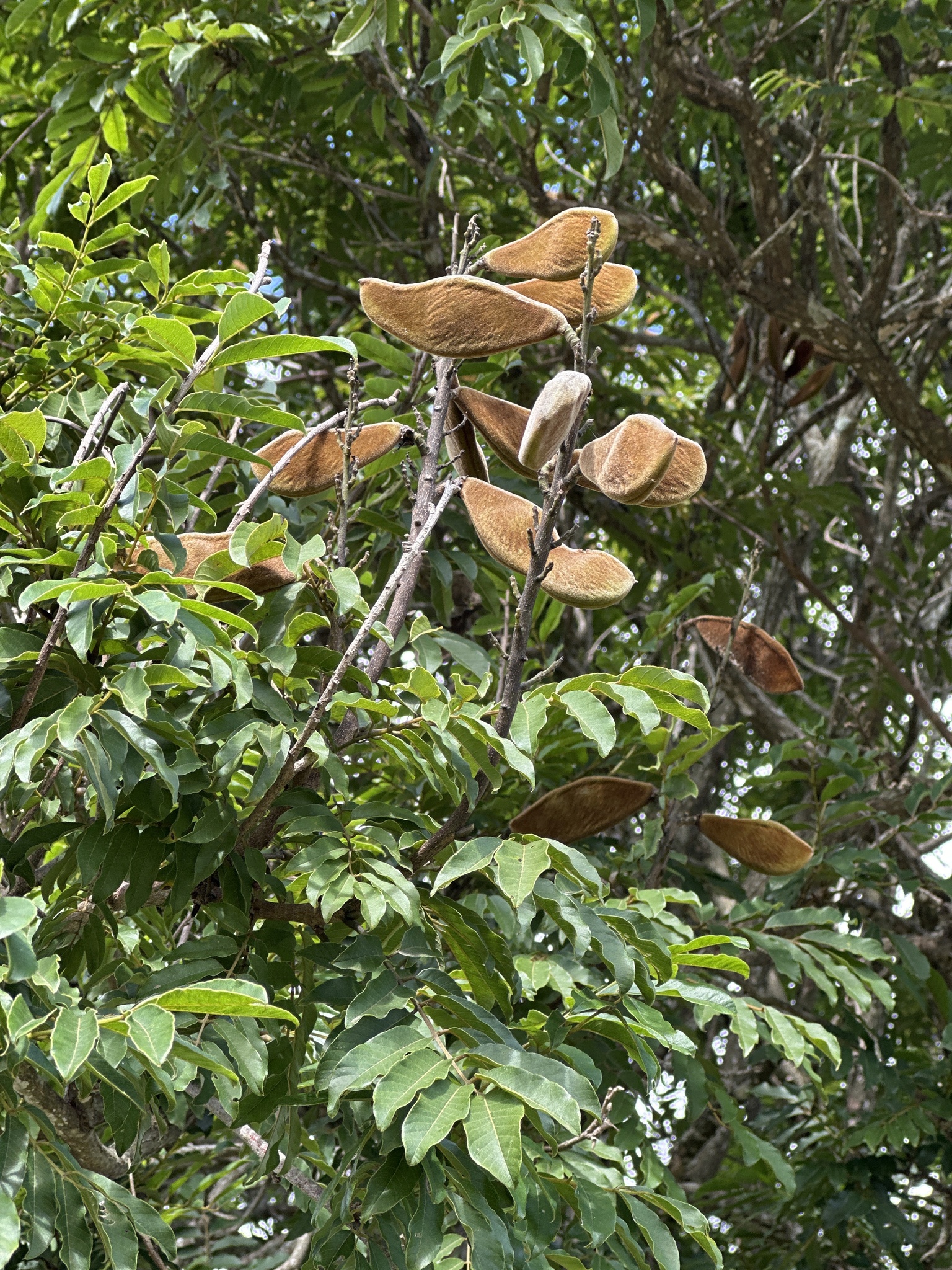 Imagem de Mulungu-do-litoral