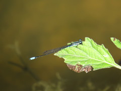 Acanthagrion lancea