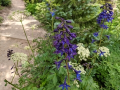 Delphinium barbeyi