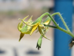 Solanum lycopersicum cerasiforme