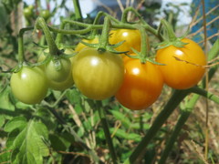 Solanum lycopersicum cerasiforme