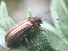Syneta pilosa