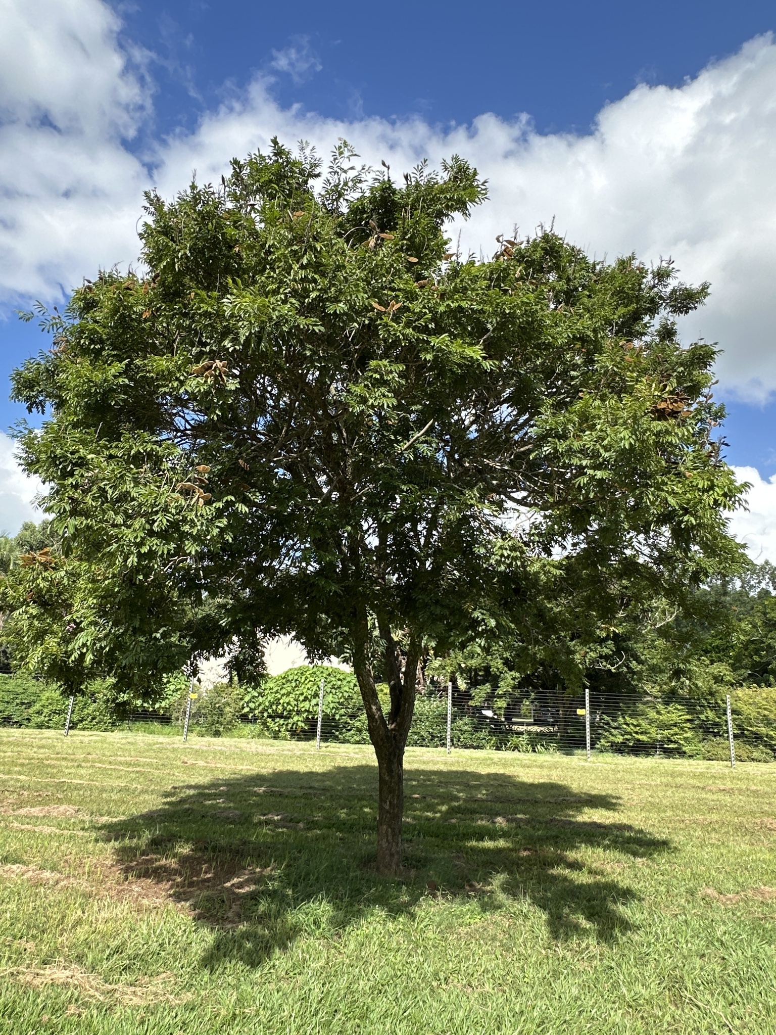 Imagem de Mulungu-do-litoral