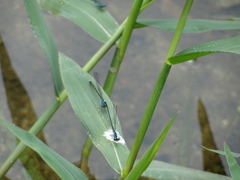 Acanthagrion lancea