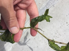 Potamogeton praelongus