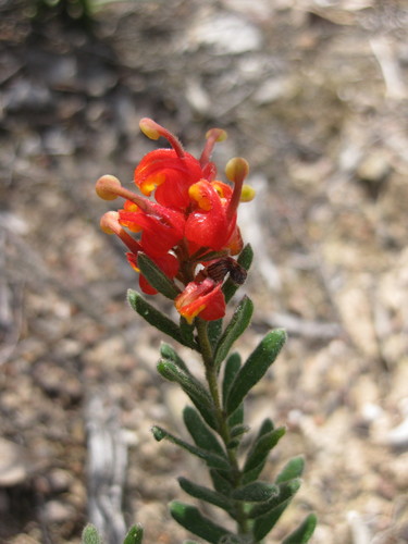 Alpine grevilliea (Grevillea alpina)