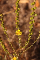 Holocarpha virgata virgata