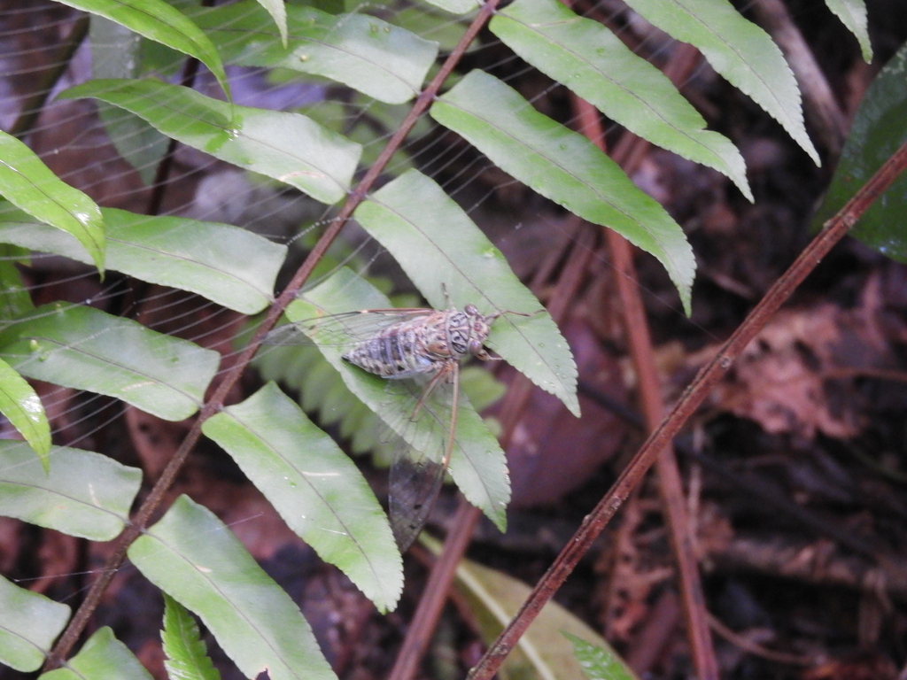 Dilobopyga similis