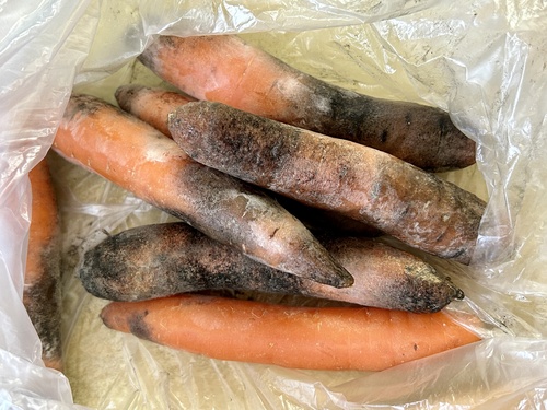 Berkeleyomyces basicola, 2025-03-19