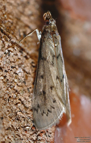 Blepharomastix haedulalis photo 5