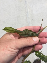 Potamogeton praelongus