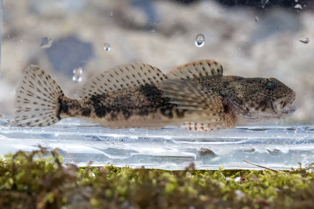 Alpine bullhead (Cottus poecilopus) — Cottidae