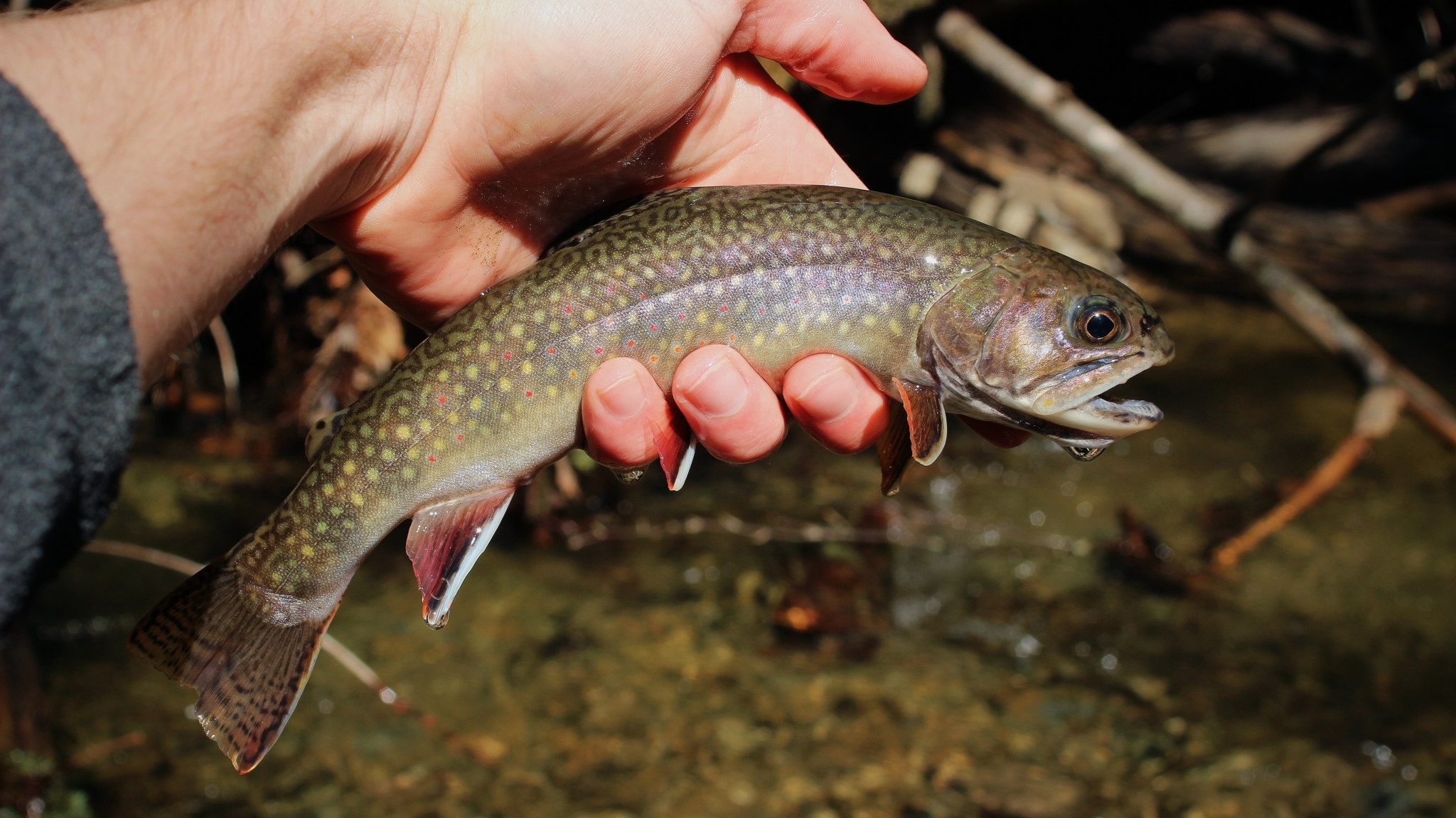 Brook trout