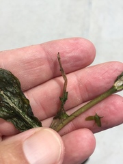 Potamogeton praelongus