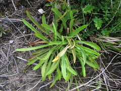 Microseris scapigera